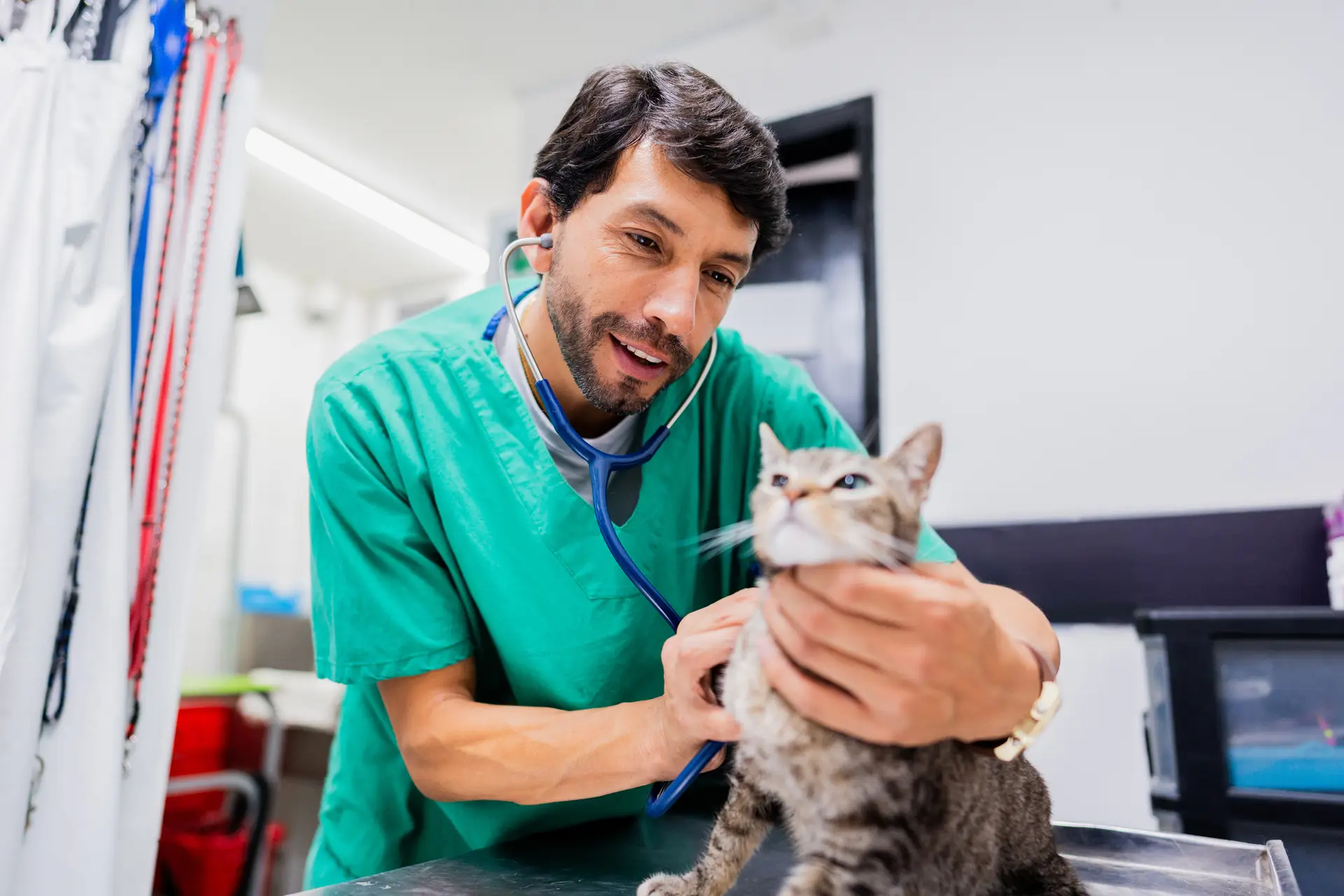 Mid adult gay man veterinarian using a stethoscope on a cat at animal clinic